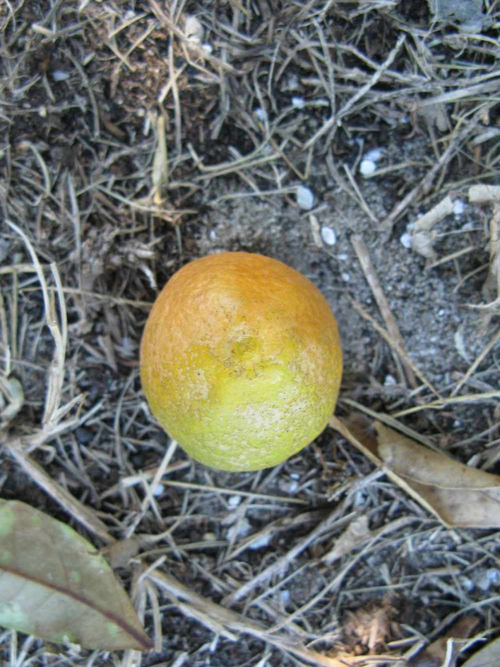              Fruit (Winter Haven, FL)       